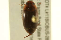 Слика од Copelatus chevrolati Aubé 1838