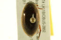 Image of Tropisternus (Tropisternus) lateralis nimbatus (Say 1823)