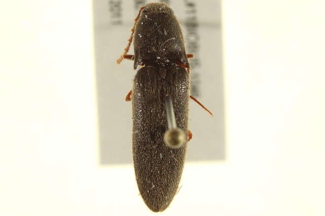 صورة <i>Megapenthes insignis</i>