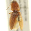 Image of <i>Conoderus scissus</i>