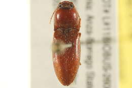 Image de <i>Horistonotus simplex</i>