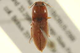 Image de <i>Horistonotus simplex</i>