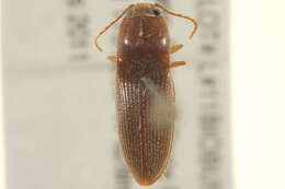 Image de <i>Horistonotus simplex</i>