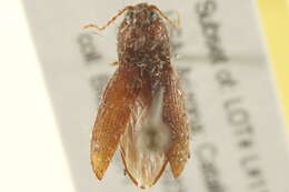 Image de <i>Horistonotus simplex</i>