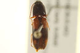 Image of <i>Anchastus binus</i>