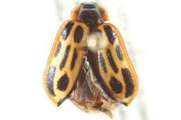 Image of Cottonwood Leaf Beetle