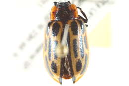 Image of Cottonwood Leaf Beetle