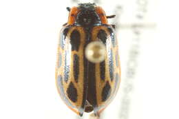 Image of Cottonwood Leaf Beetle