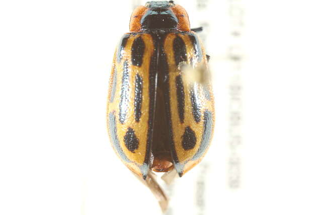 Image of Cottonwood Leaf Beetle