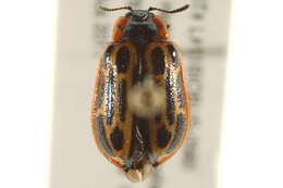 Image of Cottonwood Leaf Beetle