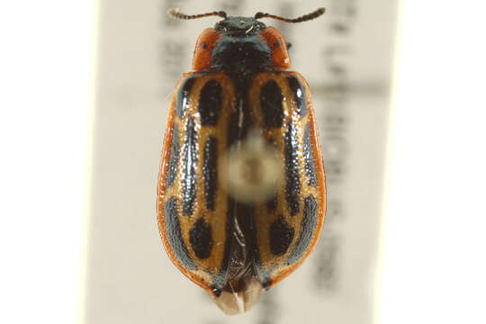 Image of Cottonwood Leaf Beetle