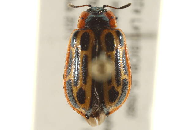 Image of Cottonwood Leaf Beetle