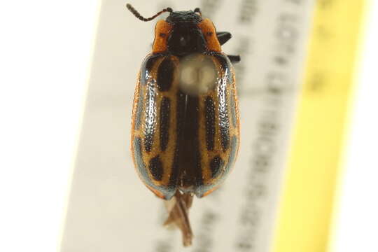 Image of Cottonwood Leaf Beetle