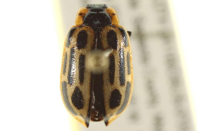 Image of Cottonwood Leaf Beetle