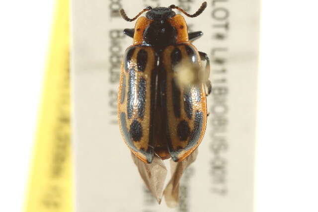 Image of Cottonwood Leaf Beetle