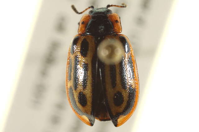 Image of Cottonwood Leaf Beetle