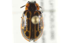 Image of Cottonwood Leaf Beetle