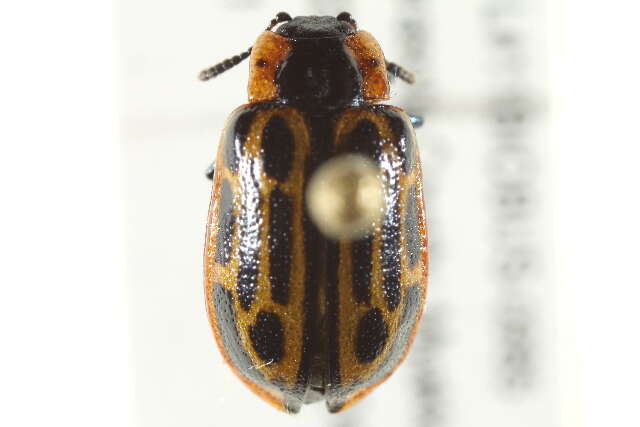 Image of Cottonwood Leaf Beetle