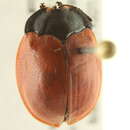 Image of Cassidinae