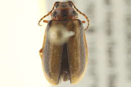 Image of Xanthogaleruca