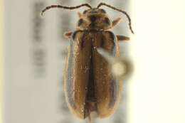 Image of Xanthogaleruca