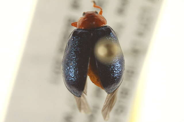 Image of Plagiodera (Plagiomorpha) arizonae Crotch 1873