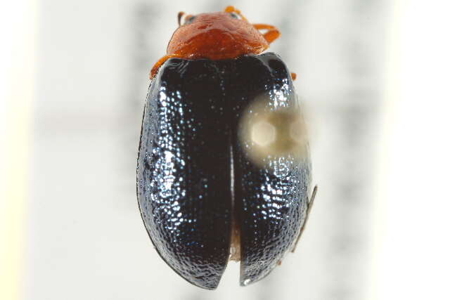 Image of Plagiodera (Plagiomorpha) arizonae Crotch 1873