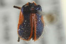 Image of Malachiusidae