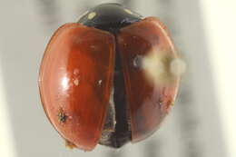 Cycloneda sanguinea sanguinea (Linnaeus 1763)的圖片