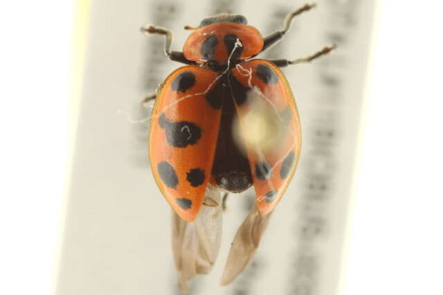 Image of Spotted Lady Beetle