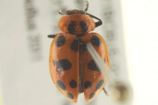 Image of Spotted Lady Beetle