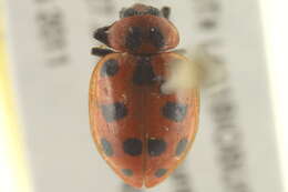 Image of Spotted Lady Beetle