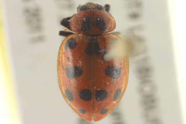 Image of Spotted Lady Beetle