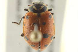 Image of Hippodamia