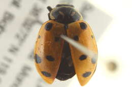 Image of Hippodamia