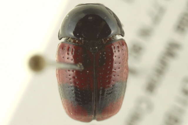 Cryptocephalus notatus Fabricius 1787 resmi