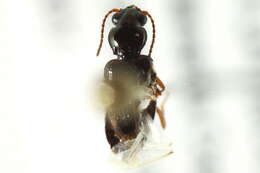 Bembidion (Furcacampa) impotens Casey 1918的圖片