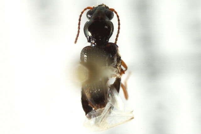 Bembidion (Furcacampa) impotens Casey 1918的圖片