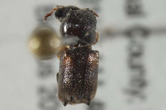 Image of horned powderpost beetles