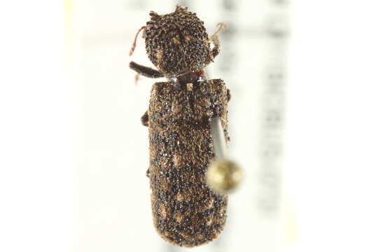 Image of horned powderpost beetles