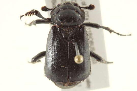 Image of Black Burying Beetle