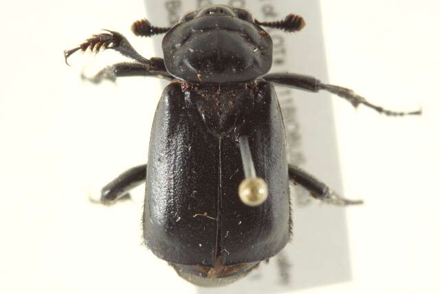 Image of Black Burying Beetle
