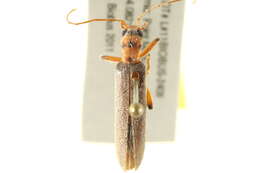 Image of Copidita quadrimaculata (Motschulsky 1853)