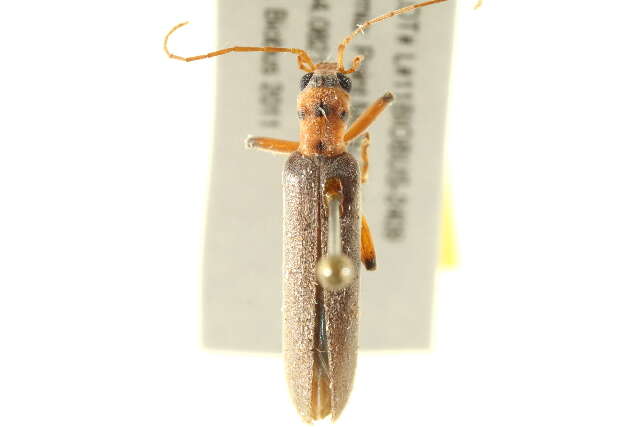 Image of Copidita quadrimaculata (Motschulsky 1853)