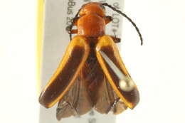 Image of Nemognatha (Nemognatha) piazata (Fabricius 1798)