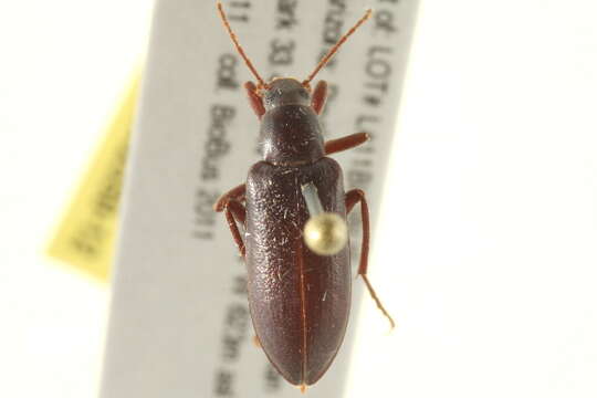 Image of Eupsophulus Cockerell 1906