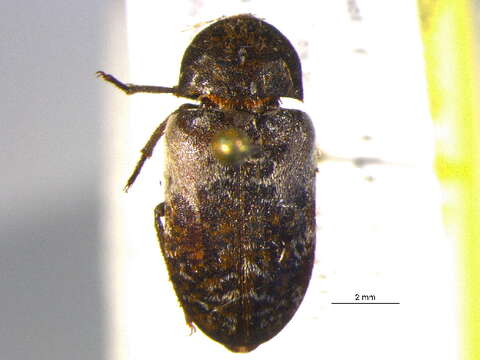 Image of skin beetles