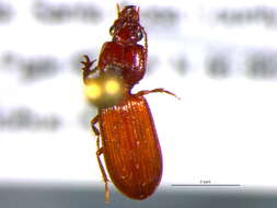 Image of Clivina (Leucocara) americana Dejean 1831