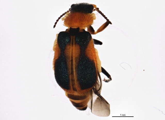 Image of Malachiusidae