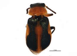 Image of Malachiusidae